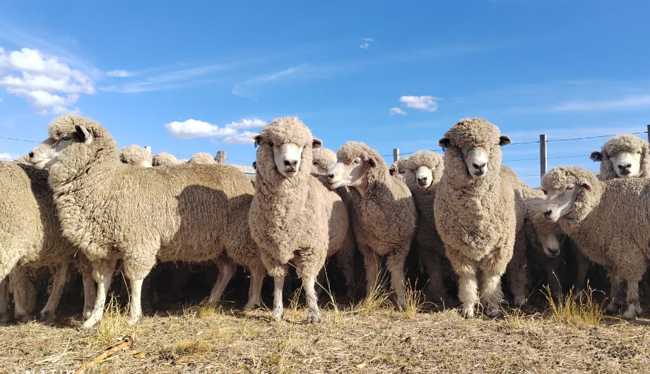 Merinoschapen met een volle vacht in de wei